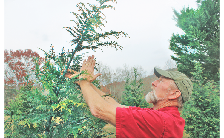 David Horton of Holly Hills Farm demonstrates tree pruning techniques.