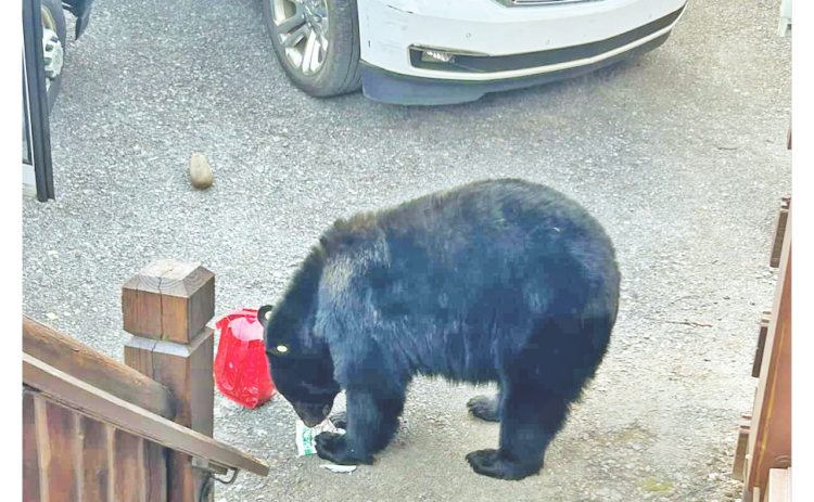 A brazen black bear helps itself to some stolen snacks after boldly burglarizing the LCHS activity bus in Gatlinburg, Tennessee.