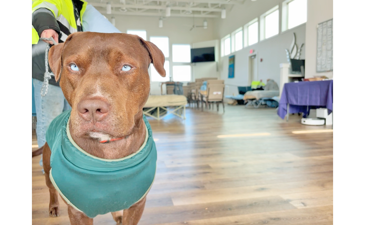 RJ may look serious but he was quick to offer a friendly wag of the tail to fellow warming center residents on Monday morning.