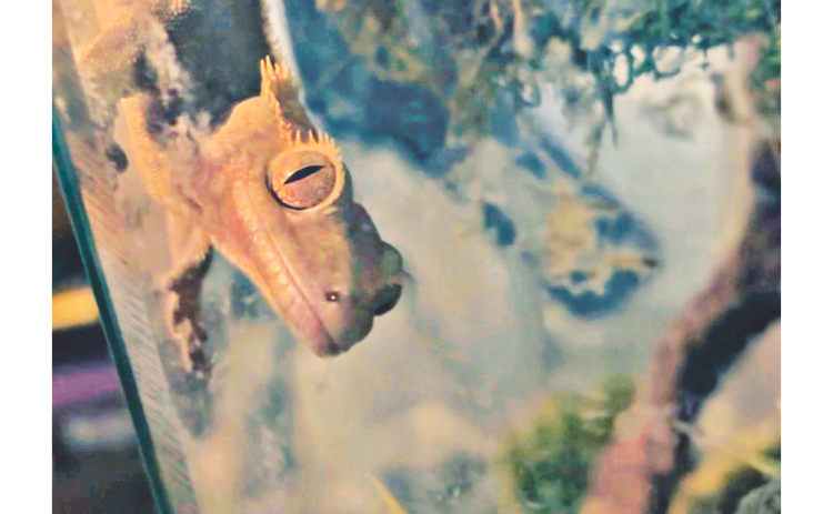 Bowen Aiken’s pet lizard Jumpy stares down Nugget reporter Eligha Roper as he prepares to feed him.