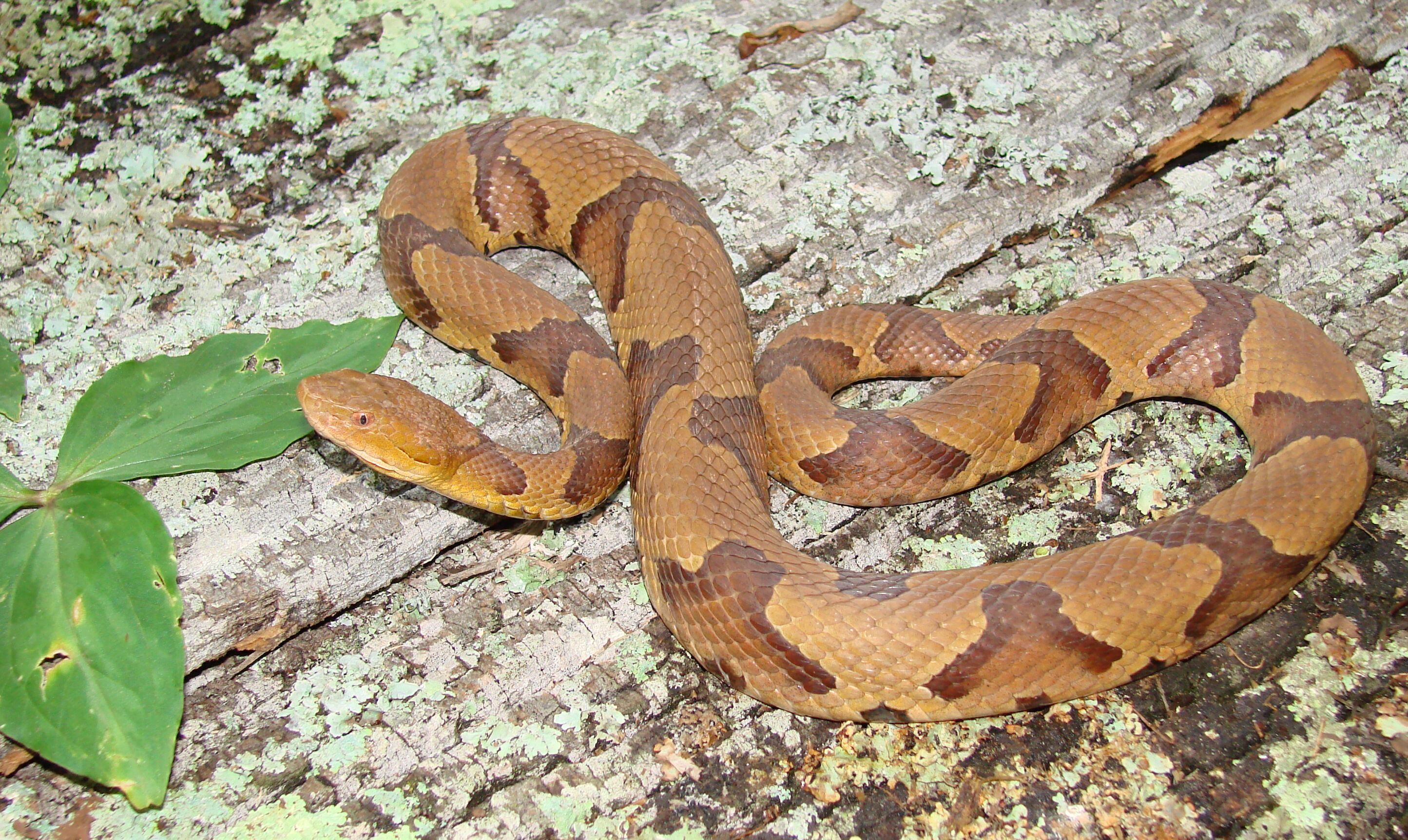 The copperhead is the most common venomous snake in north Georgia. Because its color pattern blends in with dead leaves on the ground, people are often bitten when they inadvertently step on this snake. (Photo/John Jensen, Georgia DNR)