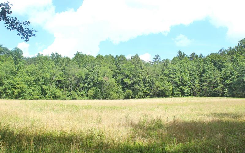 The main meadow utilized by the Rainbow Family Gathering last summer is pictured one year later. According to the U.S. Forest Service, no long-term environmental impacts exist in the area.