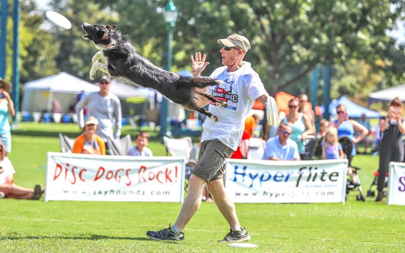 Pete the border collie pulls one in at Yahoola Creek Park, during September league play. Pete's human is Rick Nielsen.