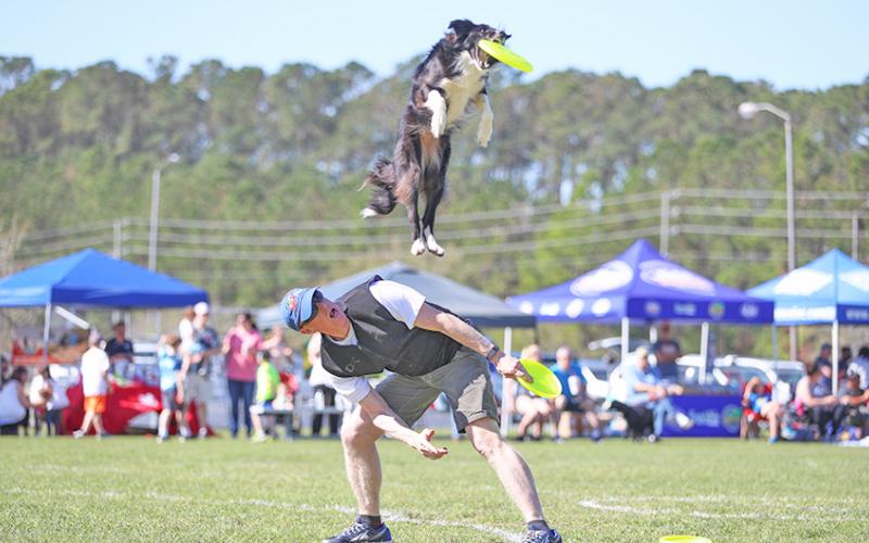 Dahlonega resident Rick Nielsen competes with Jessie the Border Collie during a Disc Dogs event. Teams from around the South are set to participate in the Skyhoundz Classic and DiscDogathon this weekend at Yahoola Creek Park.