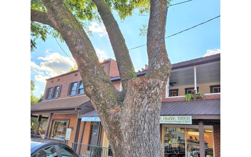 The pecan tree outside of Spirits is considered “high risk” and was recommended for removal by a certified arborist.