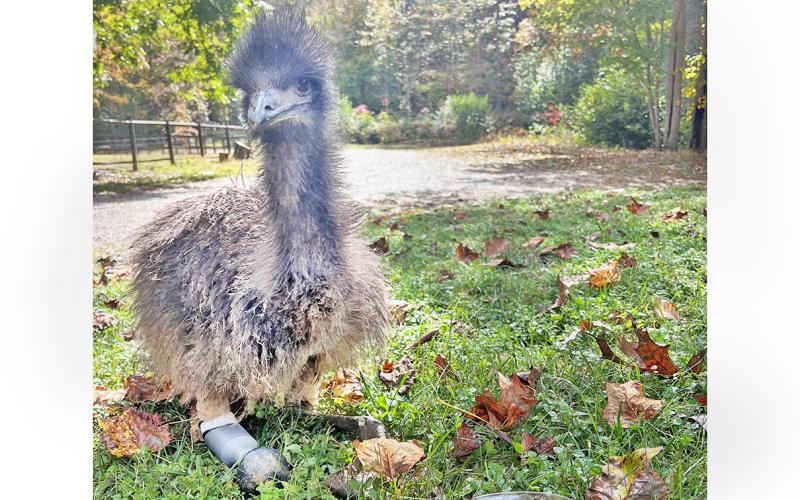 Noah the emu is pictured walking with the assistance of her custom, 3D printed prosthetic device.