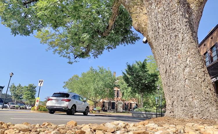A pecan tree on East Main Street recently received an alarming health report from a Georgia Forestry Commission arborist.
